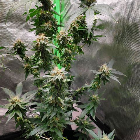 Sour Diesel 2 growlog timeline photo
