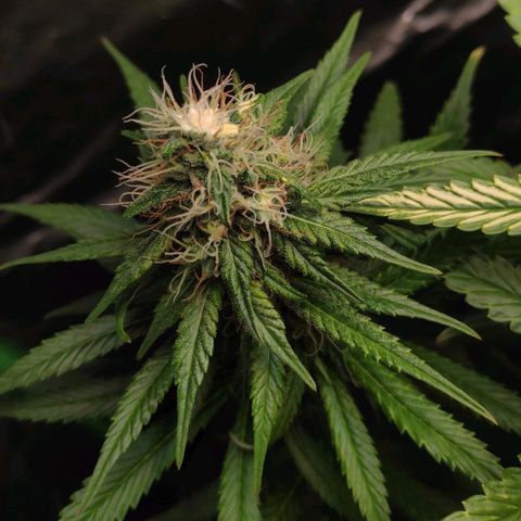 Sour Diesel 1 growlog timeline photo
