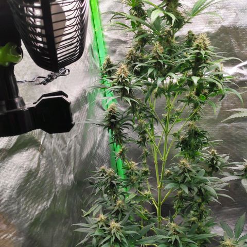 Sour Diesel 1 growlog timeline photo