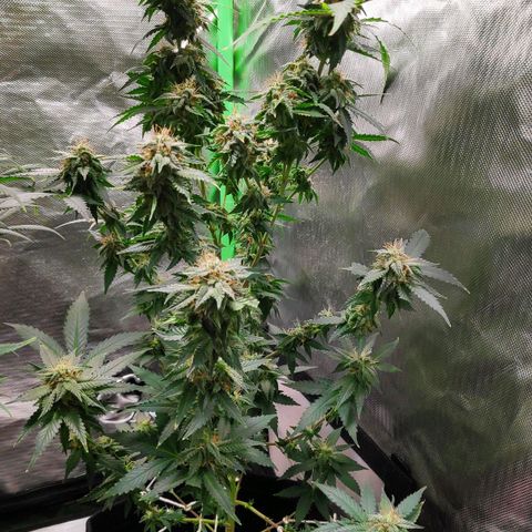 Sour Diesel 2 growlog timeline photo