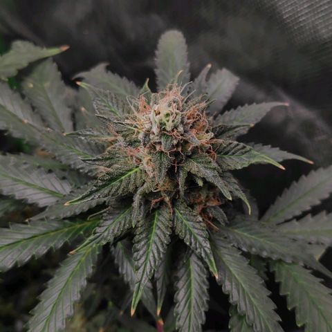 Sour Diesel 2 growlog timeline photo