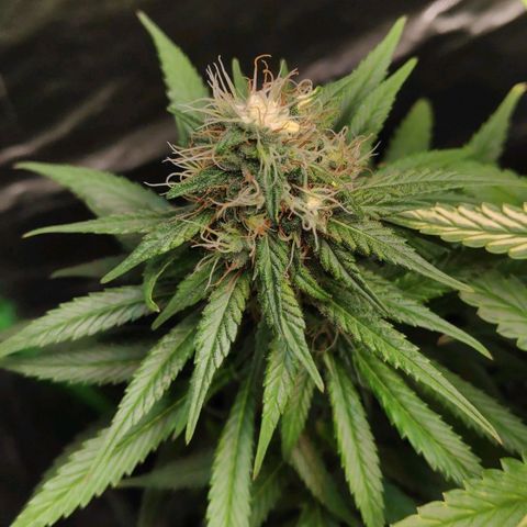 Sour Diesel 1 growlog timeline photo