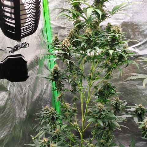 Sour Diesel 1 growlog timeline photo