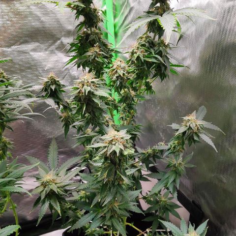 Sour Diesel 2 growlog timeline photo