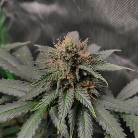 Sour Diesel 2 growlog timeline photo