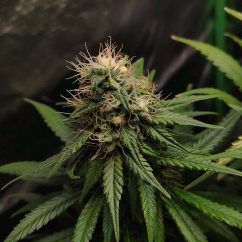 Sour Diesel 1 growlog timeline photo