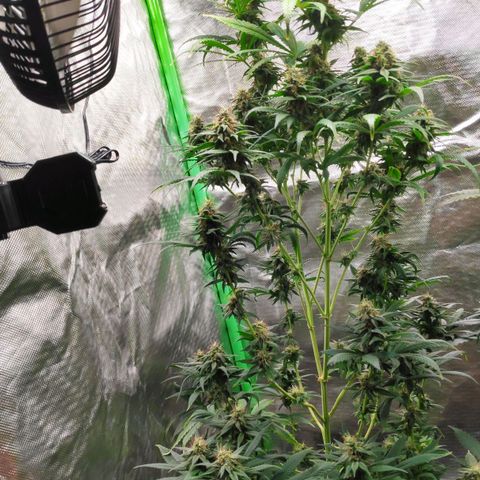 Sour Diesel 1 growlog timeline photo