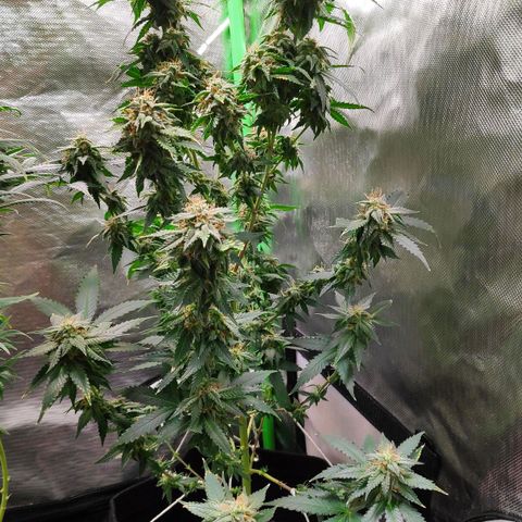 Sour Diesel 2 growlog timeline photo