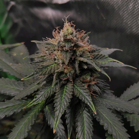 Sour Diesel 2 growlog timeline photo