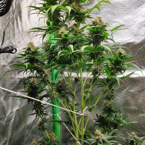 Sour Diesel 1 growlog photo: I needed to tie two strings together to hold the top of the plant, which was leaning to the right because of the weight of the buds.