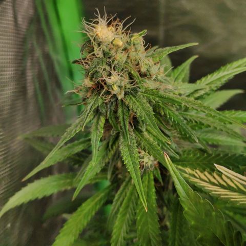 Sour Diesel 1 growlog timeline photo