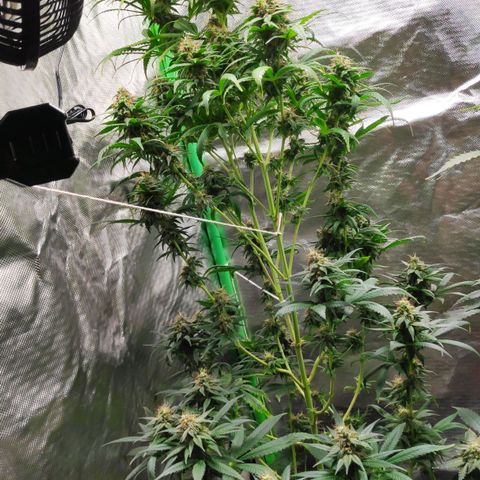 Sour Diesel 1 growlog timeline photo