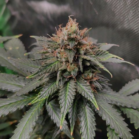 Sour Diesel 2 growlog timeline photo