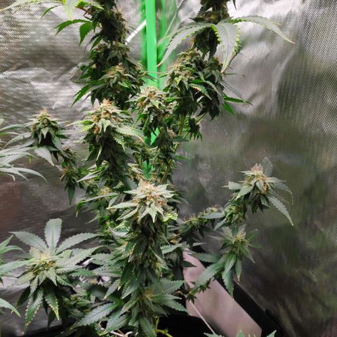 Sour Diesel 2 growlog timeline photo