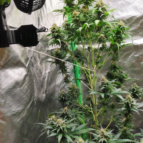 Sour Diesel 1 growlog timeline photo