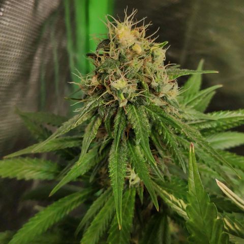 Sour Diesel 1 growlog timeline photo