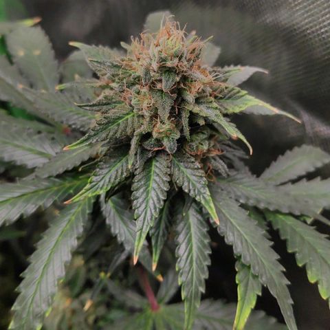 Sour Diesel 2 growlog timeline photo