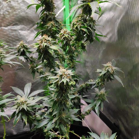 Sour Diesel 2 growlog timeline photo