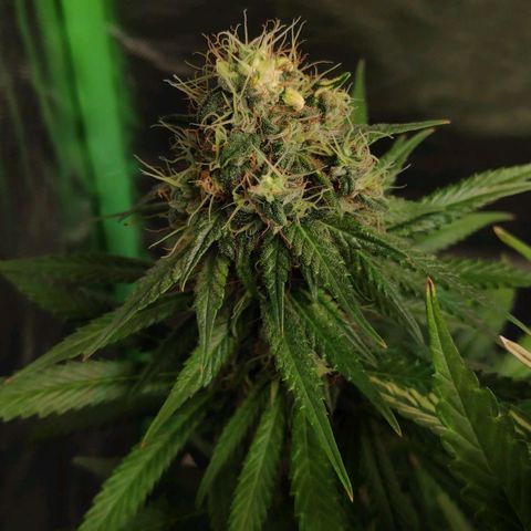 Sour Diesel 1 growlog timeline photo