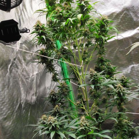 Sour Diesel 1 growlog timeline photo