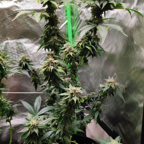 Sour Diesel 2 growlog timeline photo