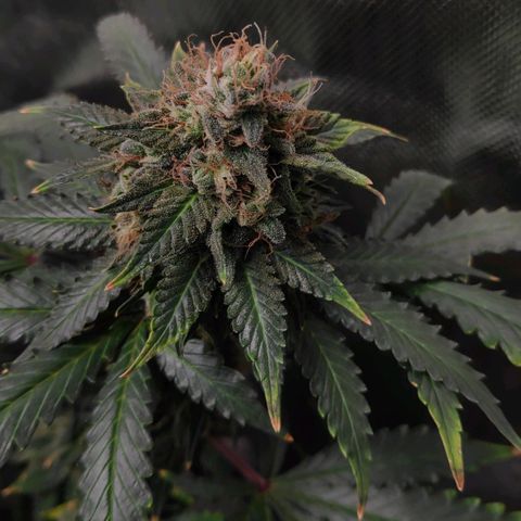 Sour Diesel 2 growlog timeline photo
