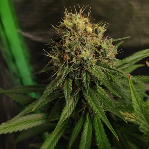 Sour Diesel 1 growlog timeline photo