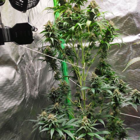 Sour Diesel 1 growlog timeline photo