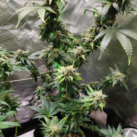 Sour Diesel 2 growlog timeline photo