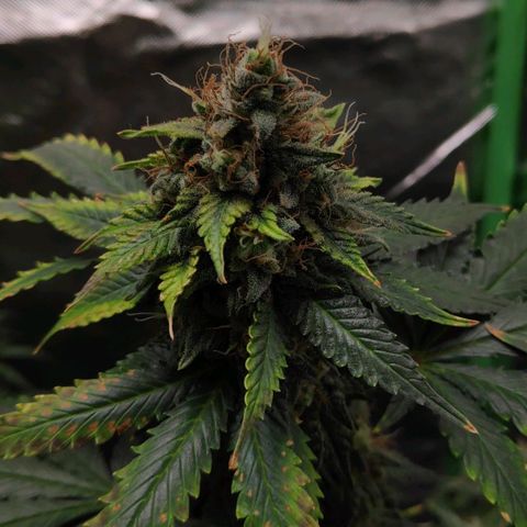 Sour Diesel 2 growlog timeline photo