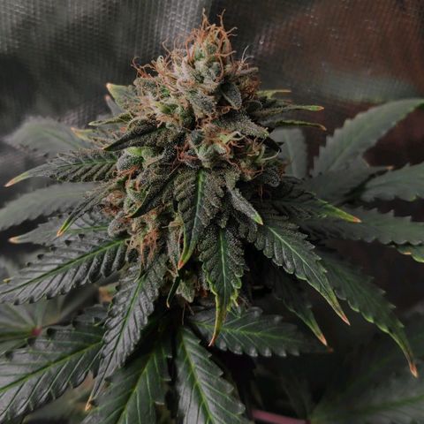 Sour Diesel 2 growlog timeline photo