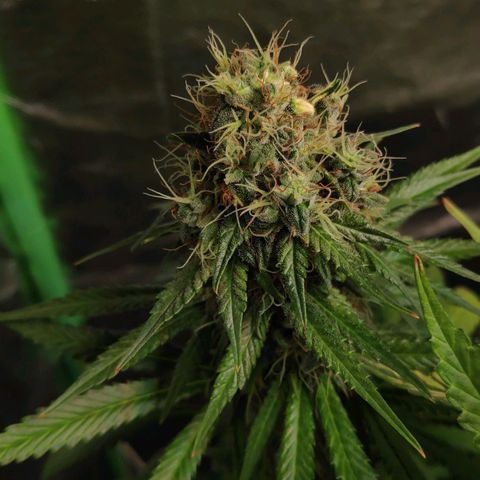 Sour Diesel 1 growlog timeline photo