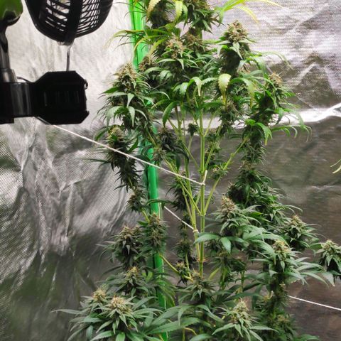 Sour Diesel 1 growlog timeline photo