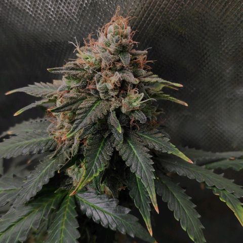 Sour Diesel 2 growlog timeline photo