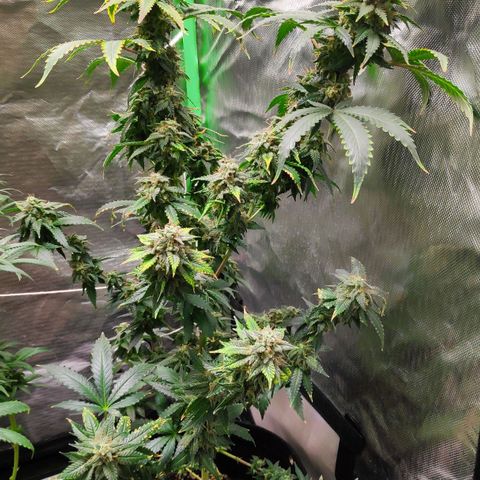 Sour Diesel 2 growlog timeline photo