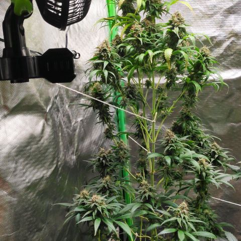 Sour Diesel 1 growlog timeline photo