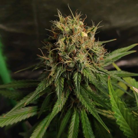Sour Diesel 1 growlog timeline photo