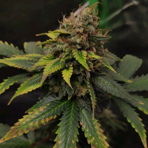Sour Diesel 2 growlog timeline photo