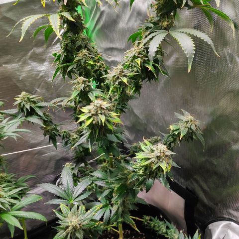 Sour Diesel 2 growlog timeline photo