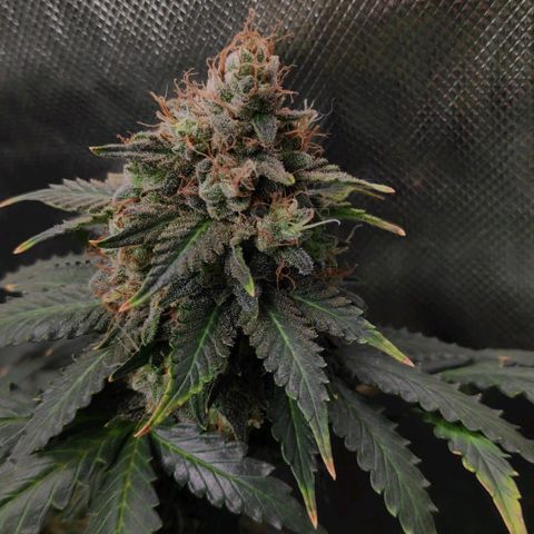Sour Diesel 2 growlog timeline photo