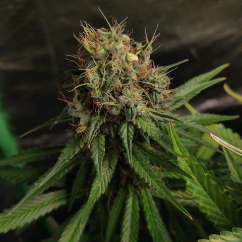 Sour Diesel 1 growlog timeline photo