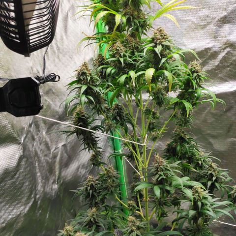 Sour Diesel 1 growlog timeline photo