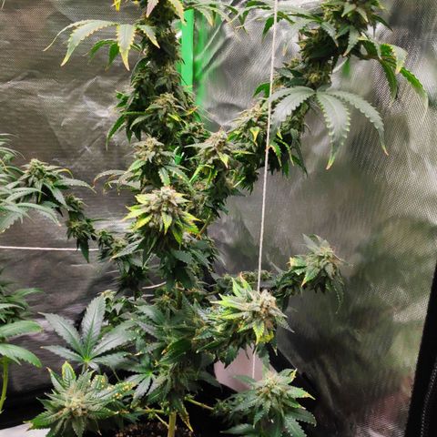 Sour Diesel 2 growlog timeline photo