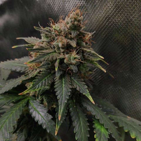 Sour Diesel 2 growlog timeline photo