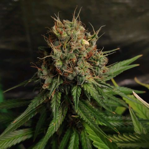Sour Diesel 1 growlog timeline photo
