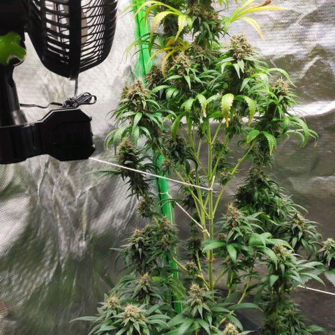 Sour Diesel 1 growlog timeline photo