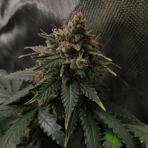 Sour Diesel 2 growlog timeline photo