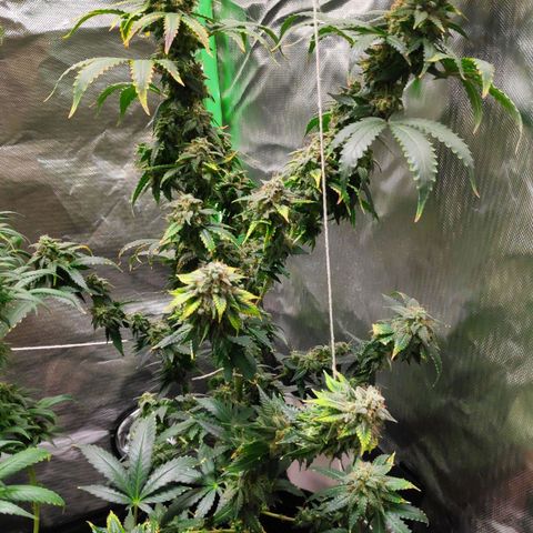 Sour Diesel 2 growlog timeline photo