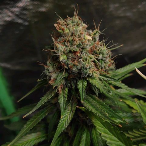 Sour Diesel 1 growlog timeline photo