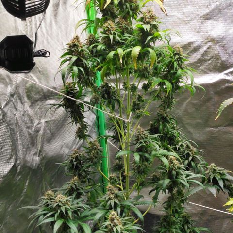 Sour Diesel 1 growlog timeline photo